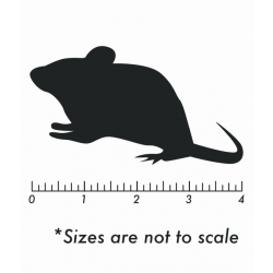 Frozen Mice Frozen Mice