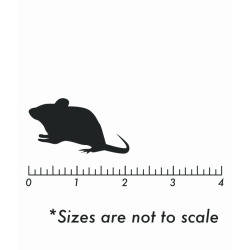 Live Fuzzy Mice Live Fuzzy Mice