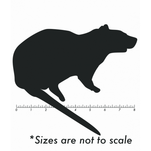 LIve Jumbo Rat LIve Jumbo Rat