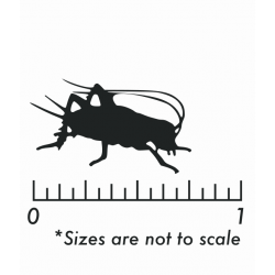 Dozen Large Crickets Dozen Large Crickets