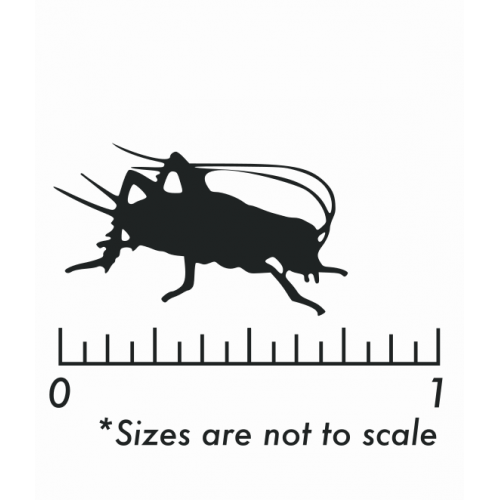 Dozen Large Crickets