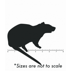 Live Large Rat