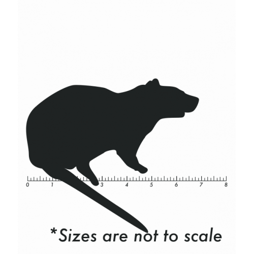 Frozen Large Rat