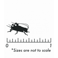 Dozen Medium Crickets Dozen Medium Crickets