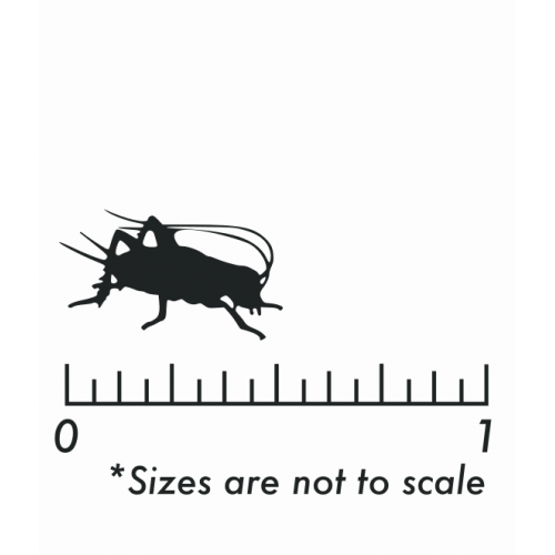 Dozen Medium Crickets Dozen Medium Crickets