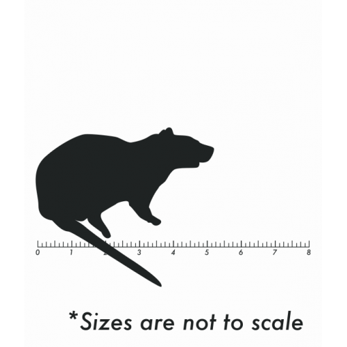 Frozen Medium Rat Frozen Medium Rat