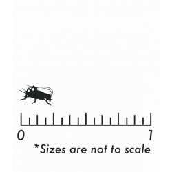 Dozen Small Crickets Dozen Small Crickets