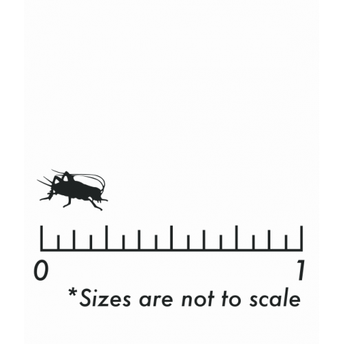 Dozen Small Crickets Dozen Small Crickets