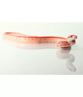 Albino Tessera Corn Snake