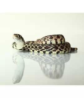 Kankakee Black Bull Snake