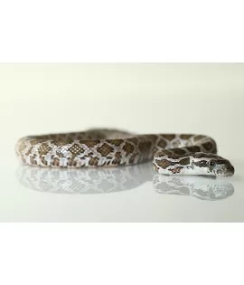 Emory's Rat Snake