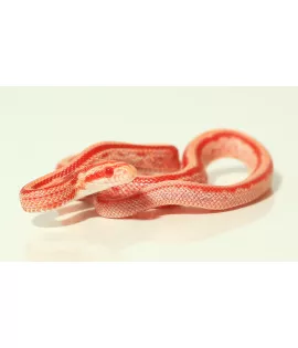Albino Tessera Corn Snake