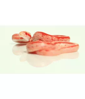Albino Tessera Corn Snake