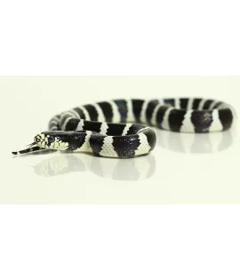 Jawbone Californa Kingsnake