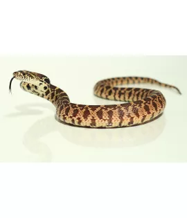 Kankakee Black Bull Snake