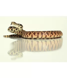 Kankakee Black Bull Snake