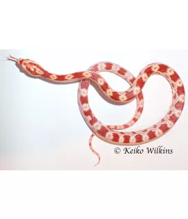 Albino Cornsnake - Baby