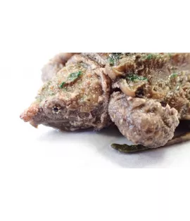Alligator Snapping Turtle - Baby