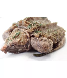 Alligator Snapping Turtle - Baby