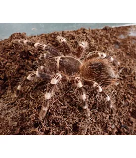 Brazilian Whiteknee Tarantula