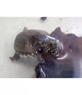 Eastern Mud Turtle - Baby