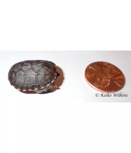 Eastern Mud Turtle - Baby