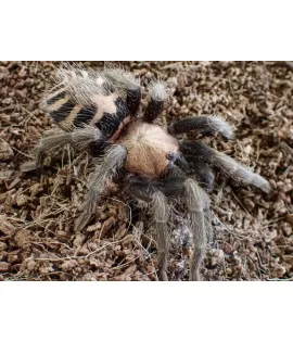 Guatemalan Tiger Rump Tarantula
