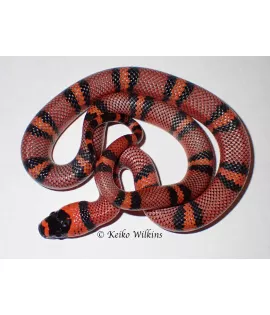 Hypo Honduran Milksnake