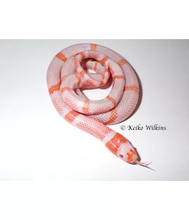 Hypomelanistic Albino Frost Honduran Milksnake