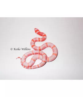 Hypomelanistic Albino Frost Honduran Milksnake