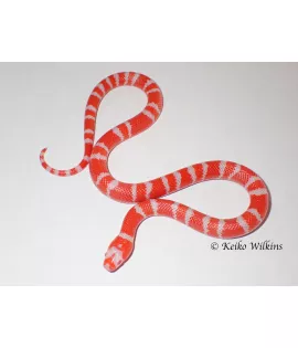 Hypomelanistic Albino Honduran Milksnake