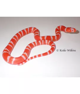 Hypomelanistic Albino Honduran Milksnake