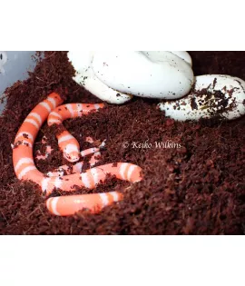 Hypomelanistic Albino Honduran Milksnake