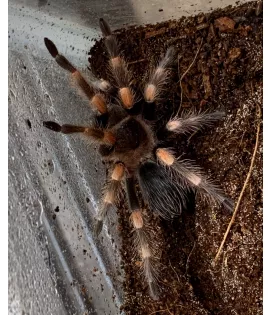 Mexican Red Knee Tarantula