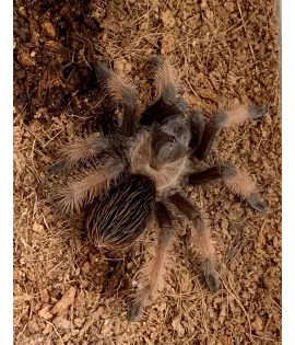 Mexican Fire Leg Tarantula