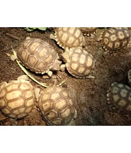 African Spur-Thighed Tortoise - Baby