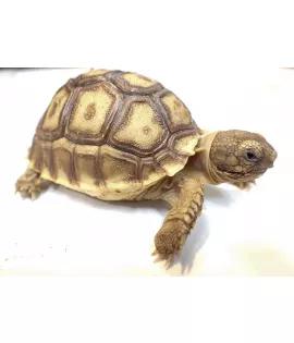 African Spur-Thighed Tortoise - Baby