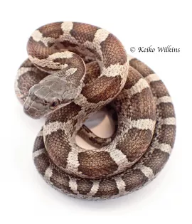 Texas Ratsnake Het for Leucistic - Baby