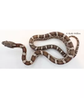 Texas Ratsnake Het for Leucistic - Baby