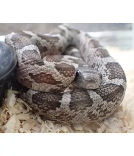 Texas Ratsnake Het for Leucistic - Baby