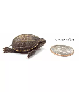 Three Striped Mud Turtle - Baby