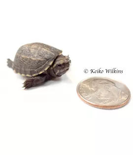 Three Striped Mud Turtle - Baby