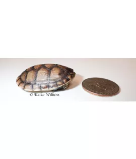 White Lipped Mud Turtle - Baby