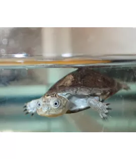 African Sideneck Turtle