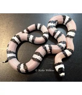 Anerythistic Honduran Milksnake - Female