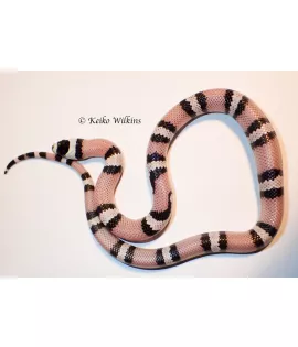 Anerythistic Honduran Milksnake - Female