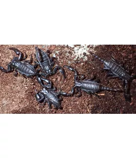 Asian Forest Scorpion