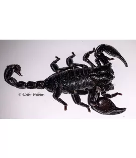 Asian Forest Scorpion