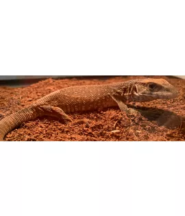 Savannah Monitor - Baby