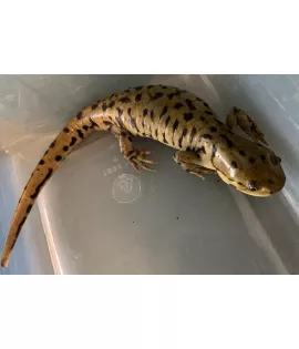 Barred Tiger Salamander